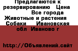 Предлагаются к резервированию › Цена ­ 16 000 - Все города Животные и растения » Собаки   . Ивановская обл.,Иваново г.